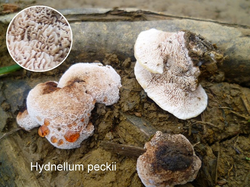 Hydnellum peckii-amf905.jpg - Hydnellum peckii ; Syn: Hydnum peckii ; Nom français: Hydne de Peck